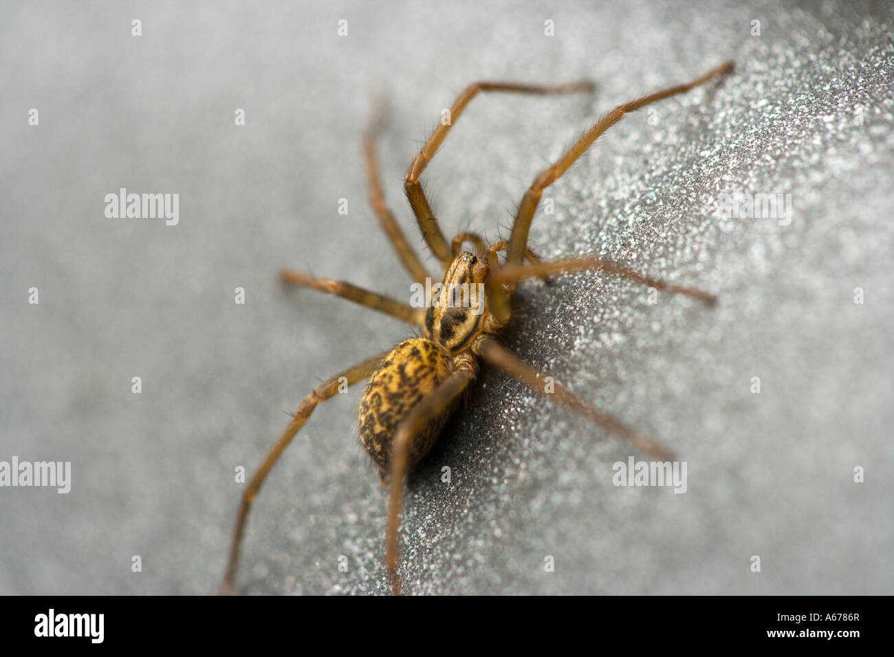 Male House Spider, Tegenaria domestica Stock Photo