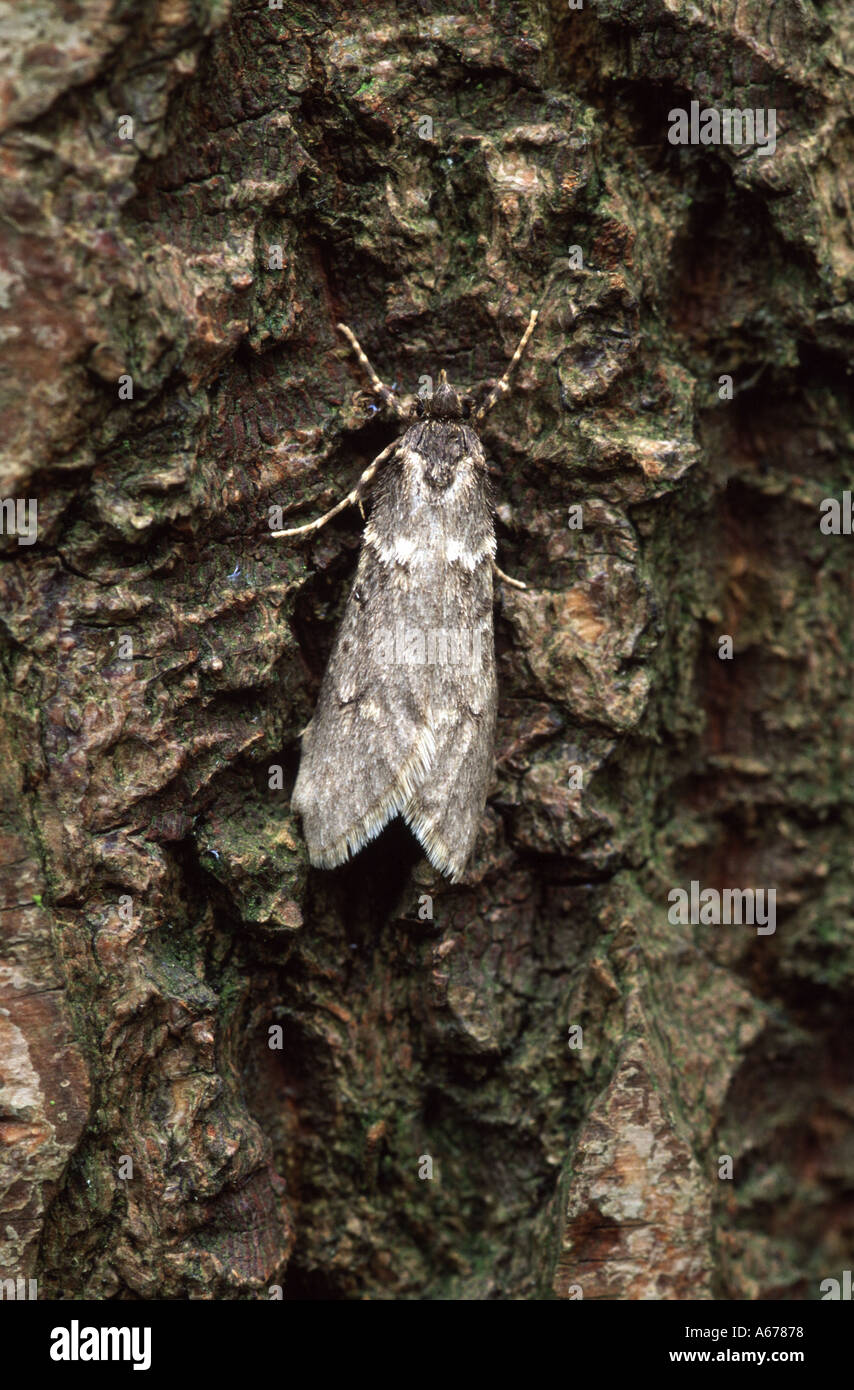 Diurnea fagella moth Stock Photo