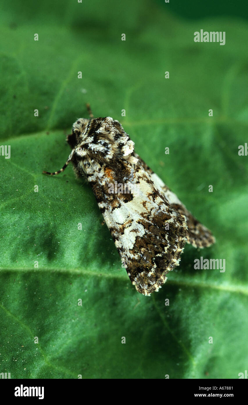 Varied Coronet moth Hadena compta Stock Photo