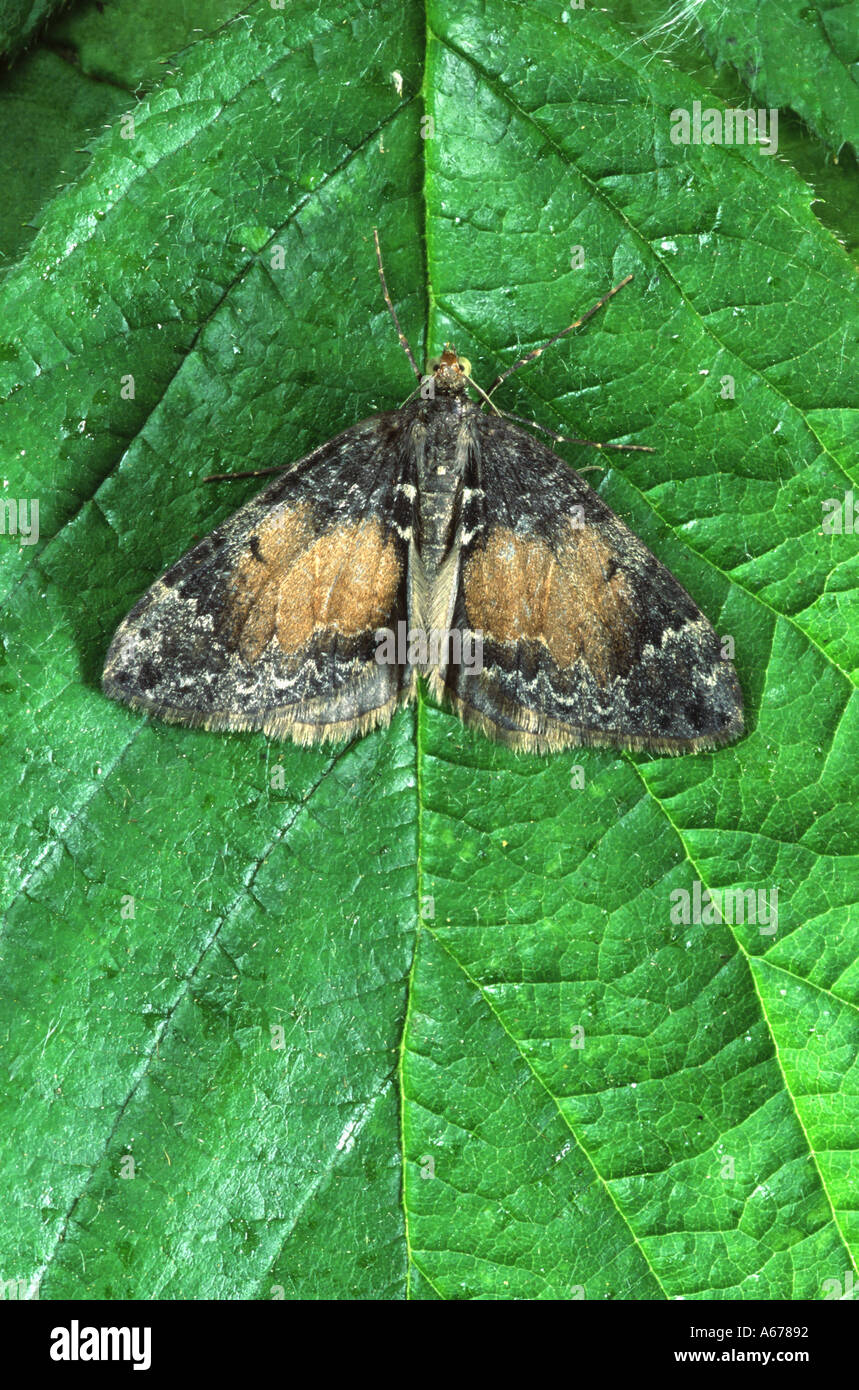 Common Marbled Carpet moth Chloroclysta truncata Stock Photo Alamy