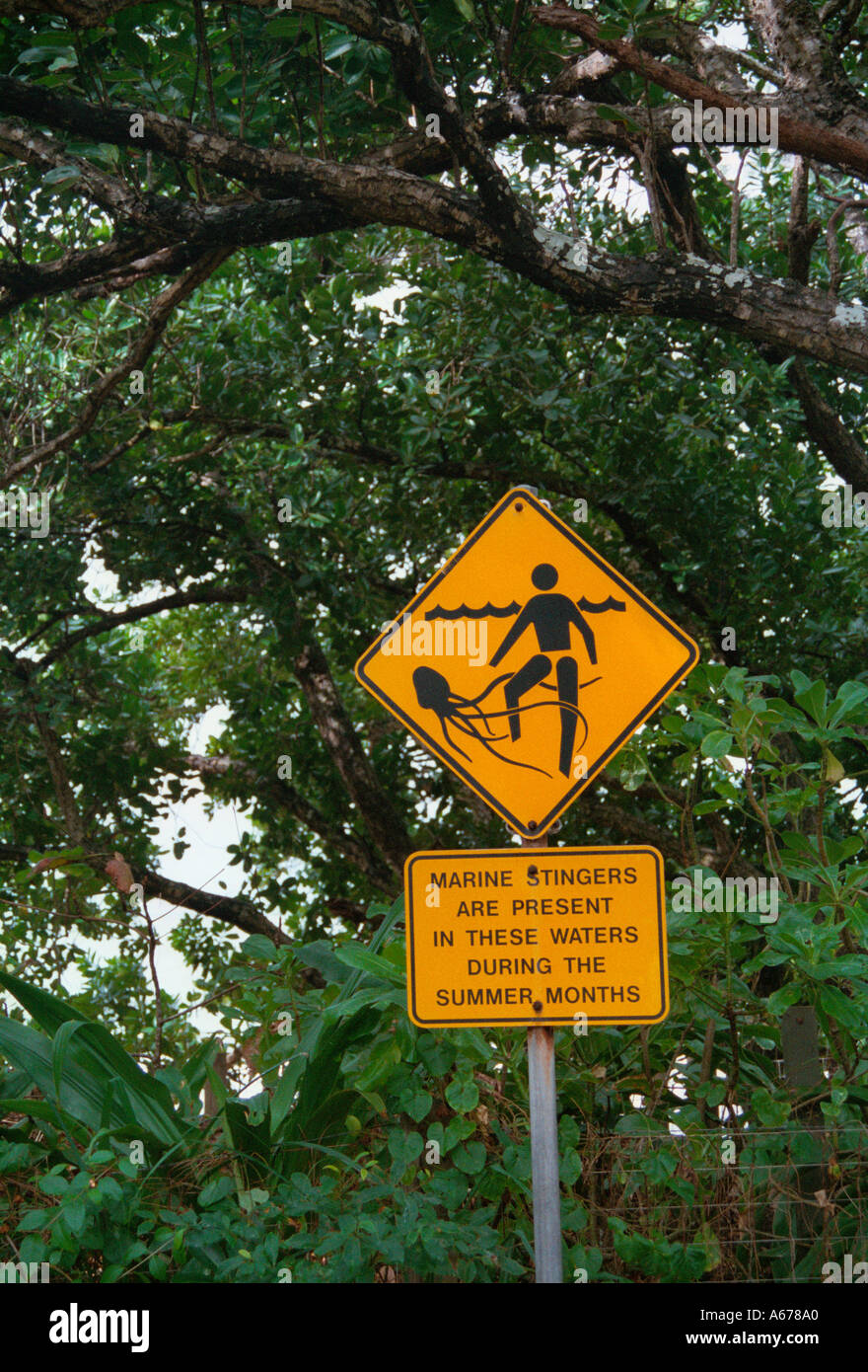 Marine stinger Wonga Beach Queensland Australia Stock Photo Alamy