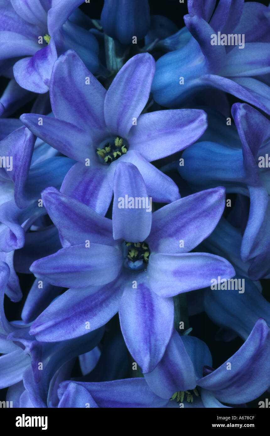 Hyacinth Delft Blue, close up of flower spike Stock Photo