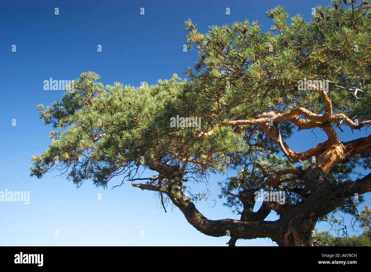 Pine silhouette hi-res stock photography and images - Alamy