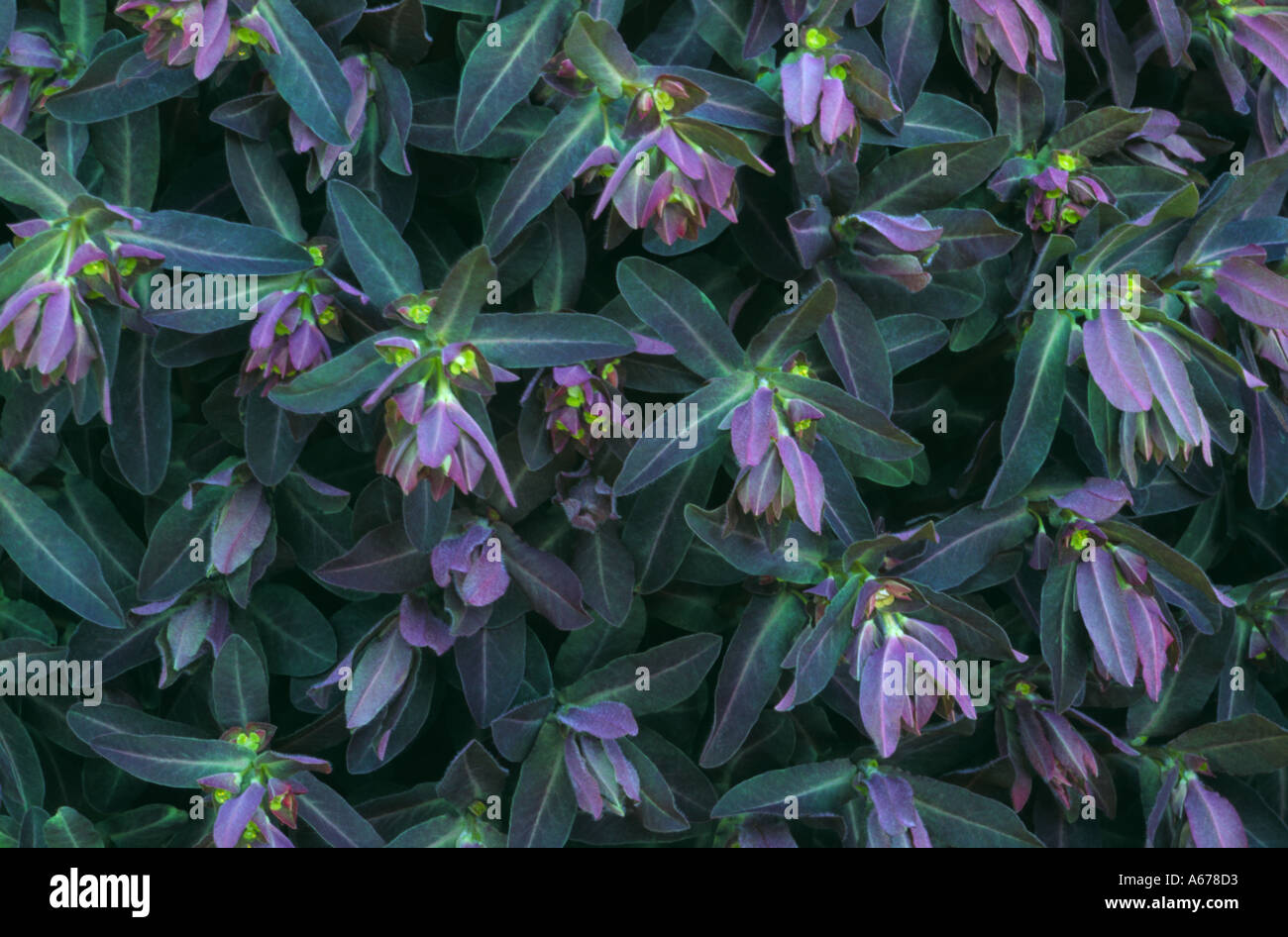 Euphorbia amygdaloides Purpurea Stock Photo
