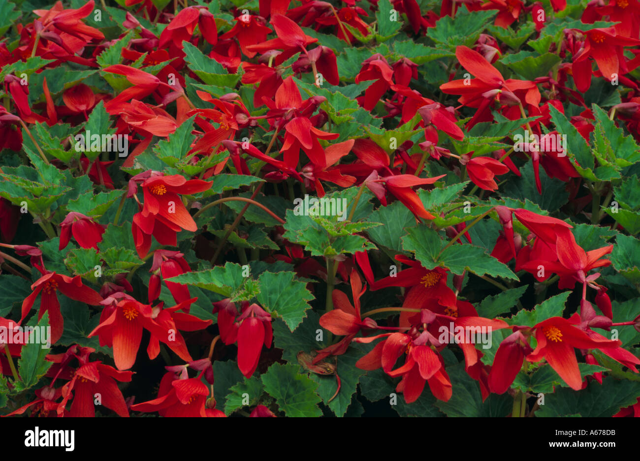Begonia bertinii Stock Photo