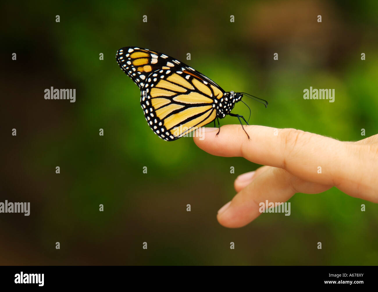 Monarch butterfly on woman's hand Stock Photo