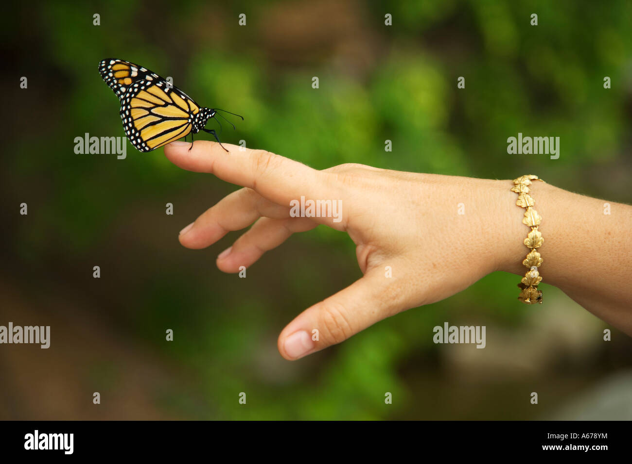 Monarch butterfly on woman's hand Stock Photo