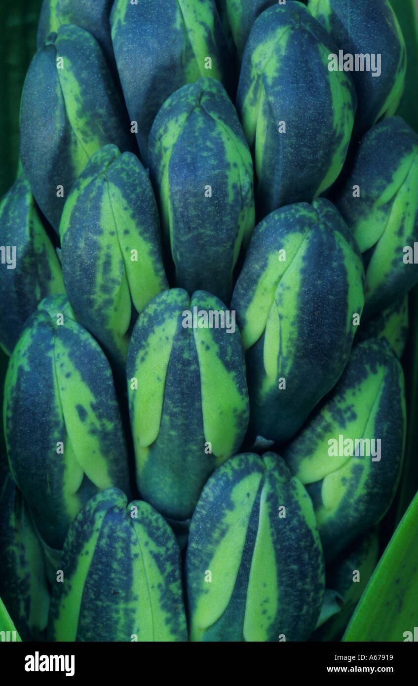 Buds of Hyacinth Delft Blue in close up Stock Photo