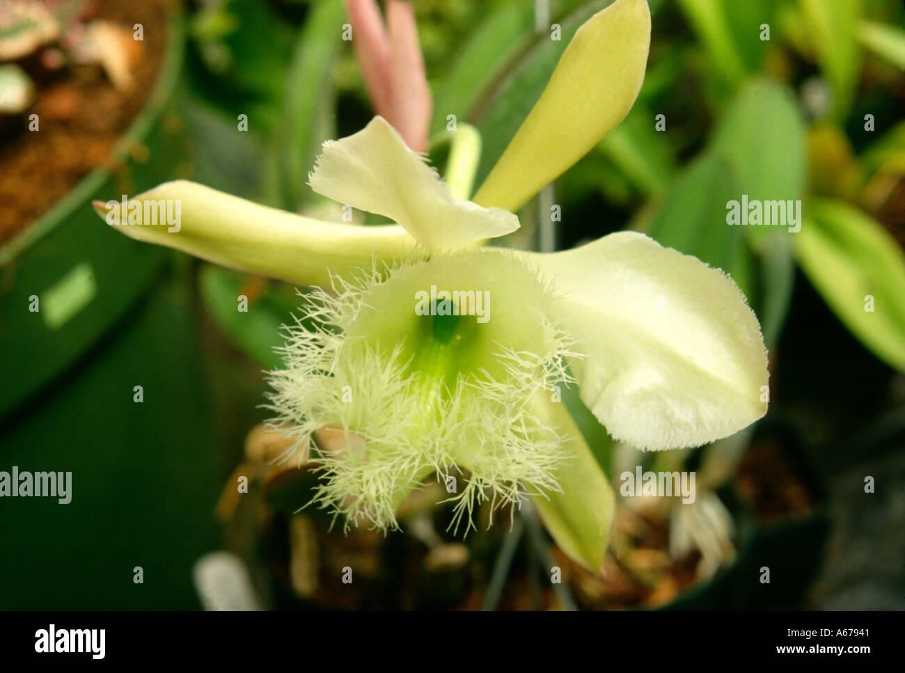 Orchid Brassavola digbyana Stock Photo - Alamy