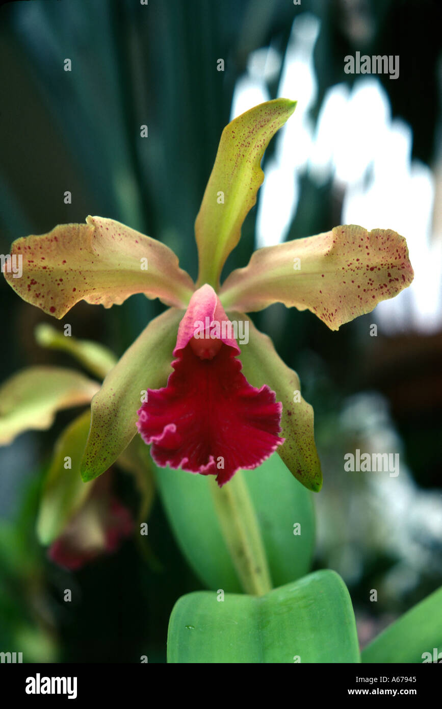 Orchid Cattleya dowiana Stock Photo