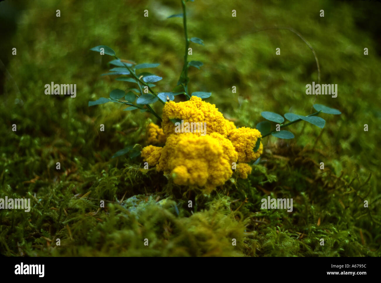 A slime mold, likely Physarum polycephalum, on the forest floor of a wooded park in Portland, Oregon USA Stock Photo