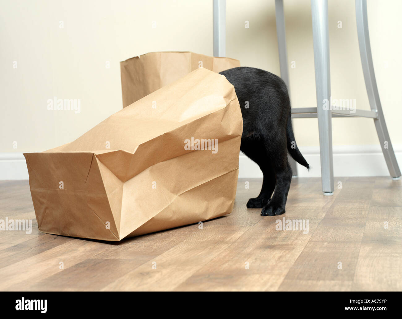 puppy exploring paper bag Stock Photo