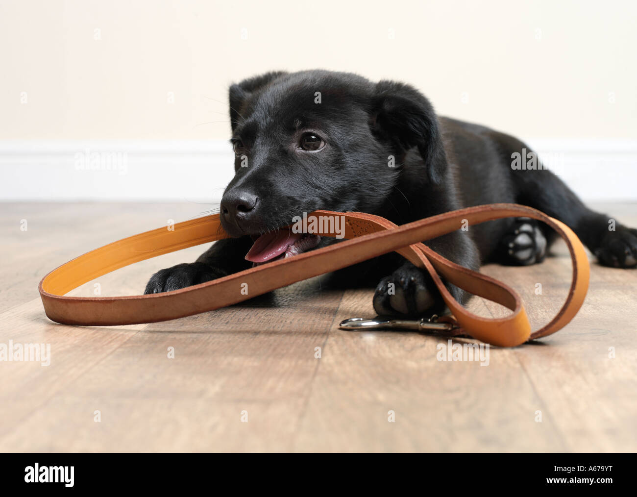puppy with lead Stock Photo Alamy