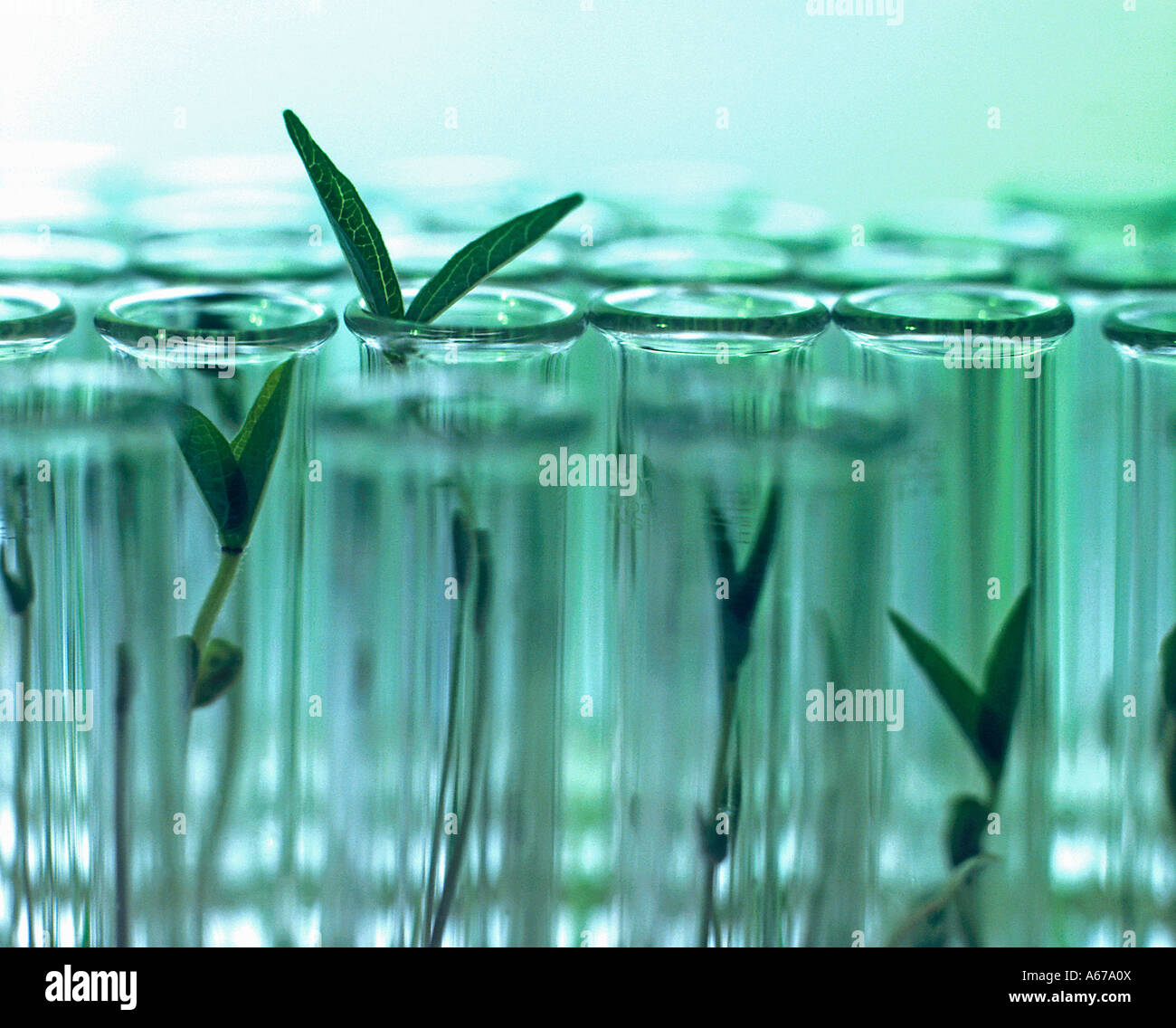 plants growing in test tubes Stock Photo Alamy