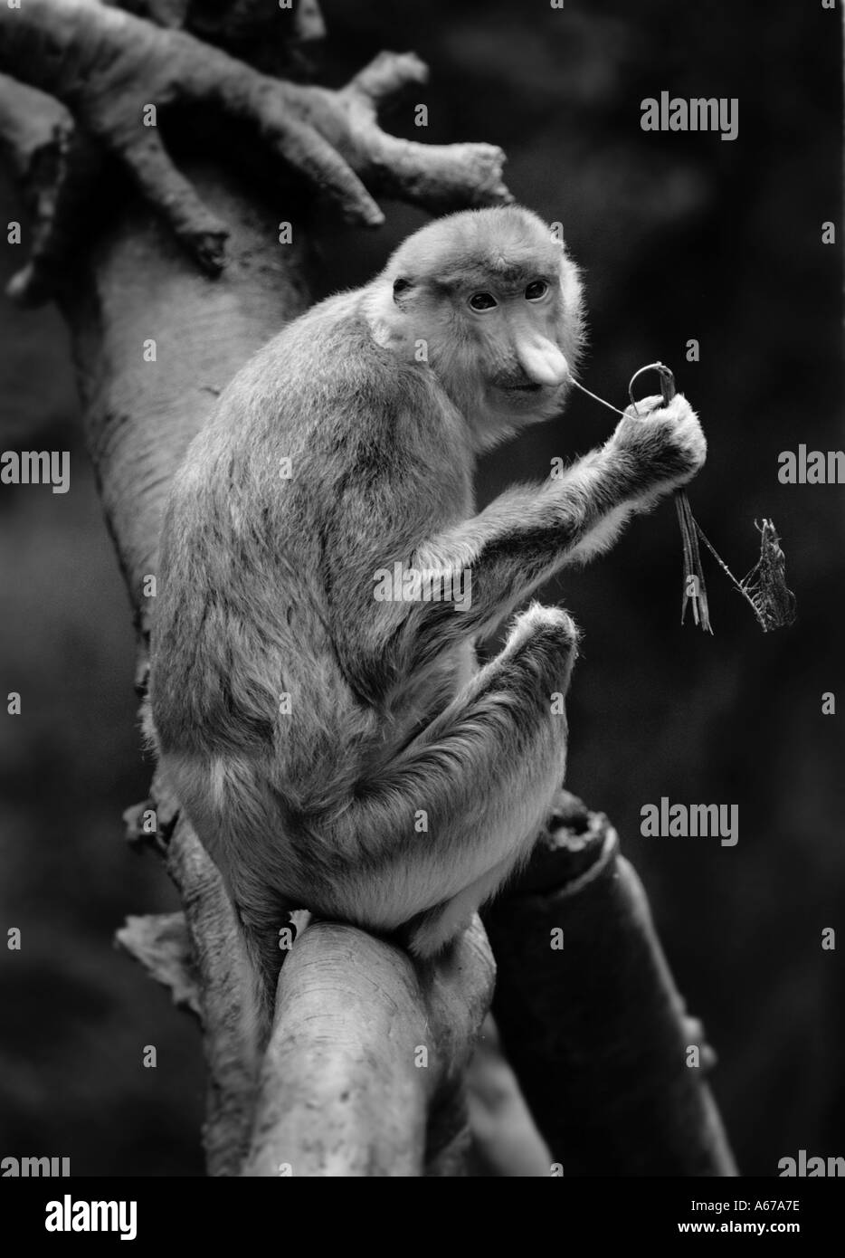 Rhesus monkey with floppy nose Humor Stock Photo