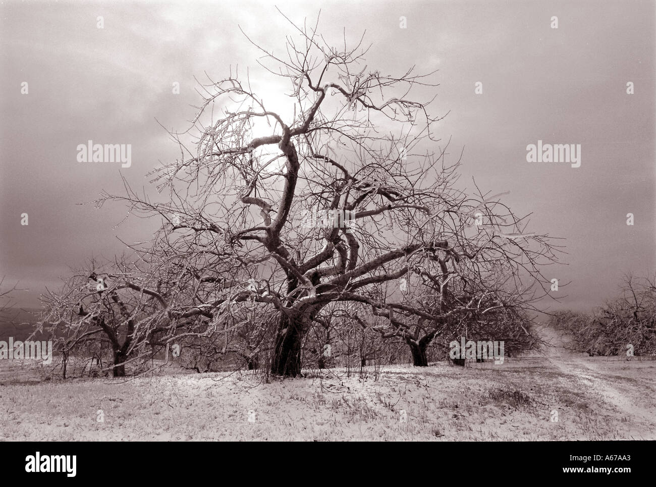 landscape beauty Tree with ice and stormy sky Stock Photo