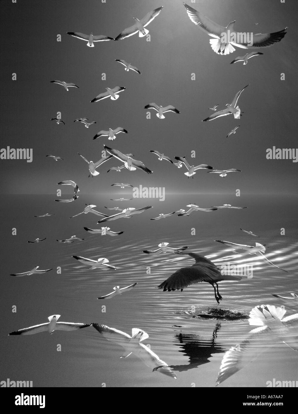 birds reflected in water flocking Stock Photo Alamy