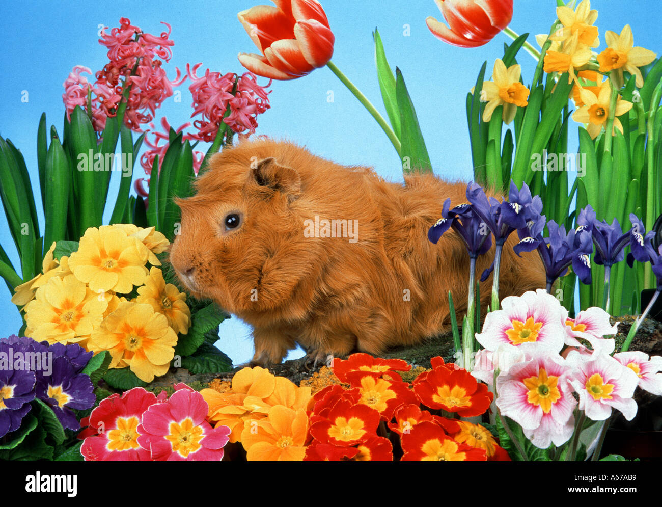 guinea pig with flowers SPRING TIME Stock Photo Alamy