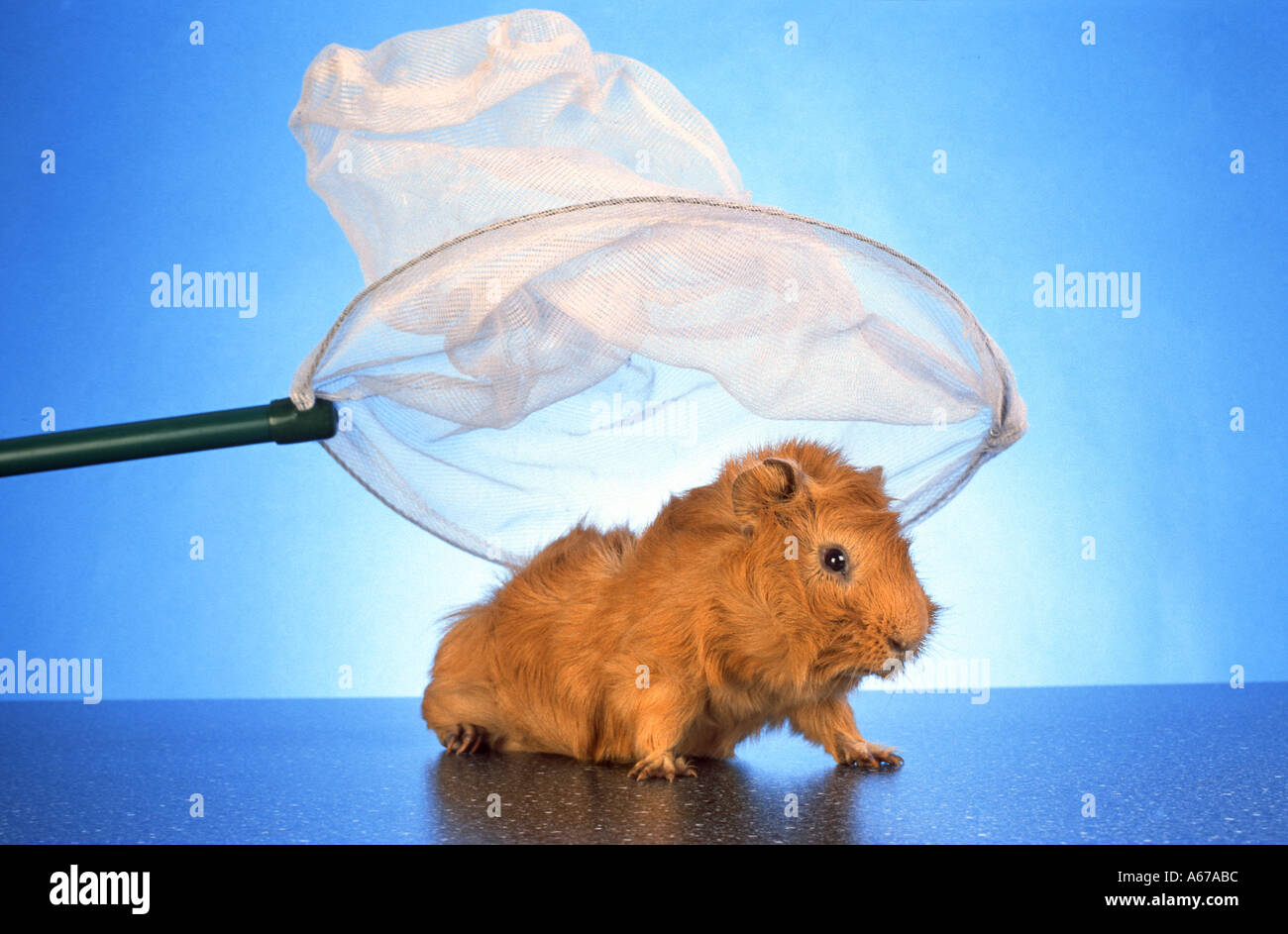 catch the guinea pig Stock Photo Alamy