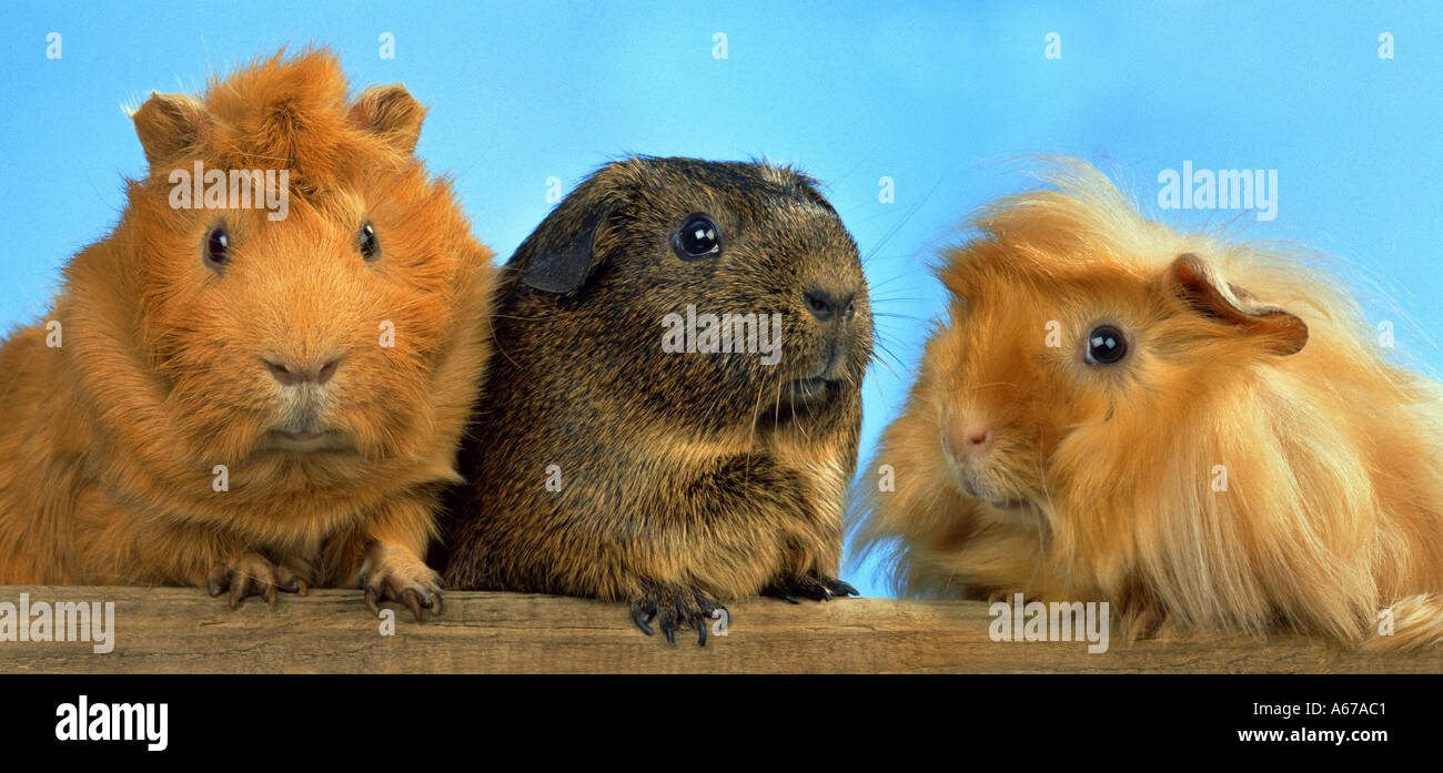 portrait of 3 guinea pigs Stock Photo