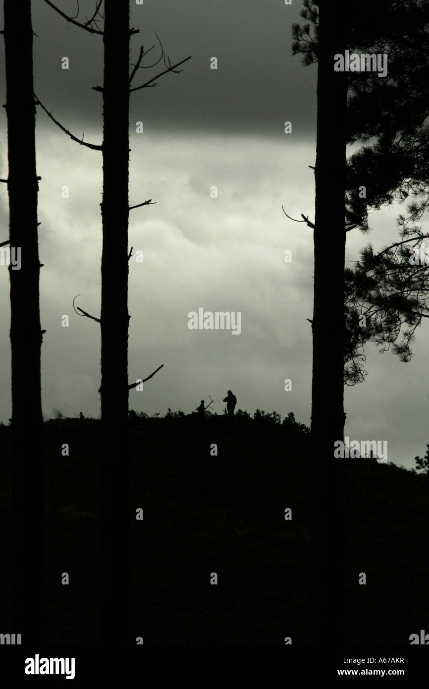 Silhouetted trees against storm hi-res stock photography and images - Alamy