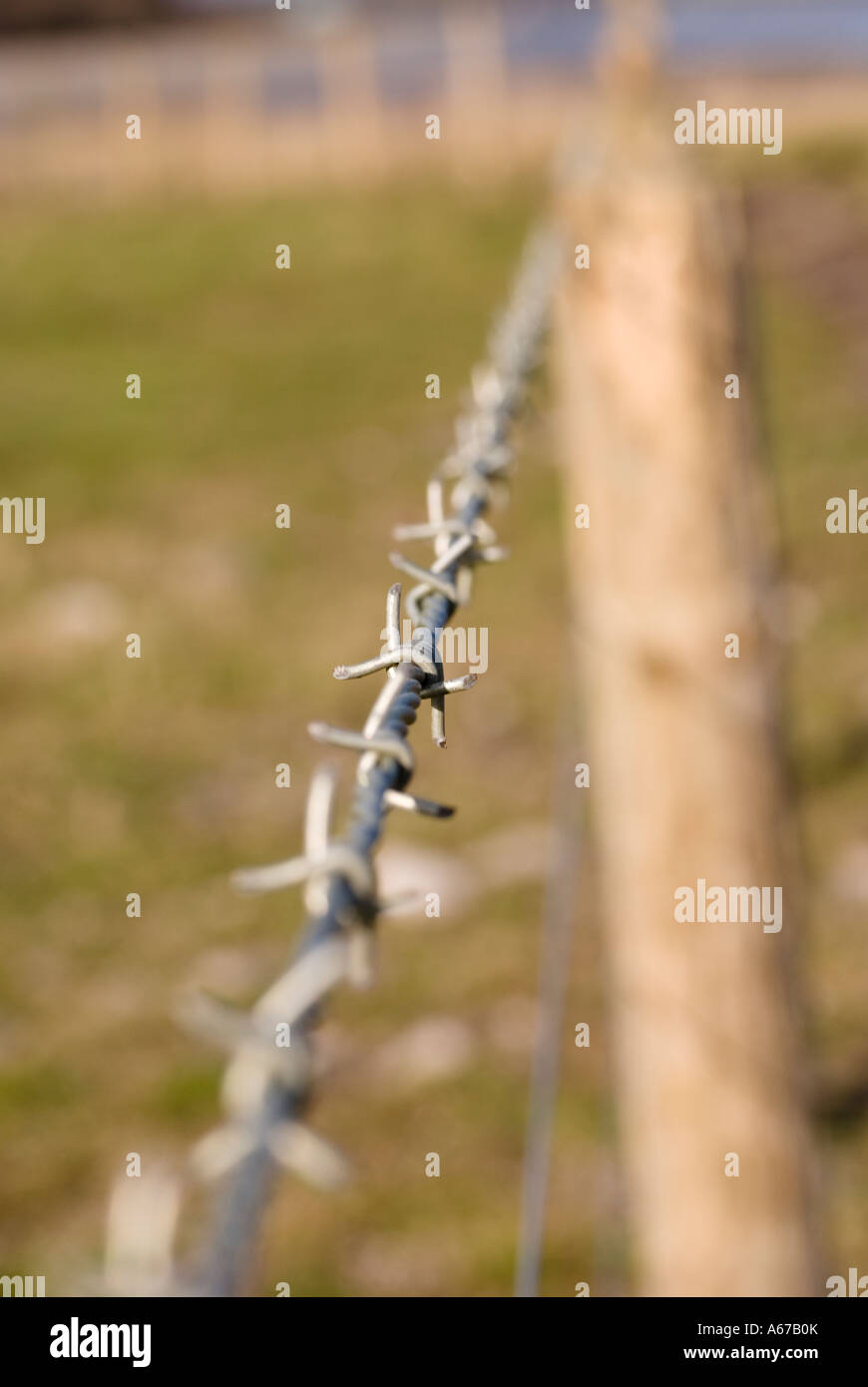 Barbed shield hi-res stock photography and images - Alamy