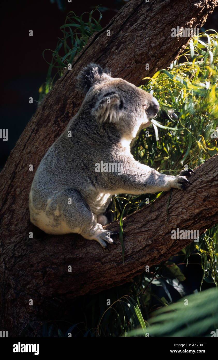 South australian koala hi-res stock photography and images - Alamy