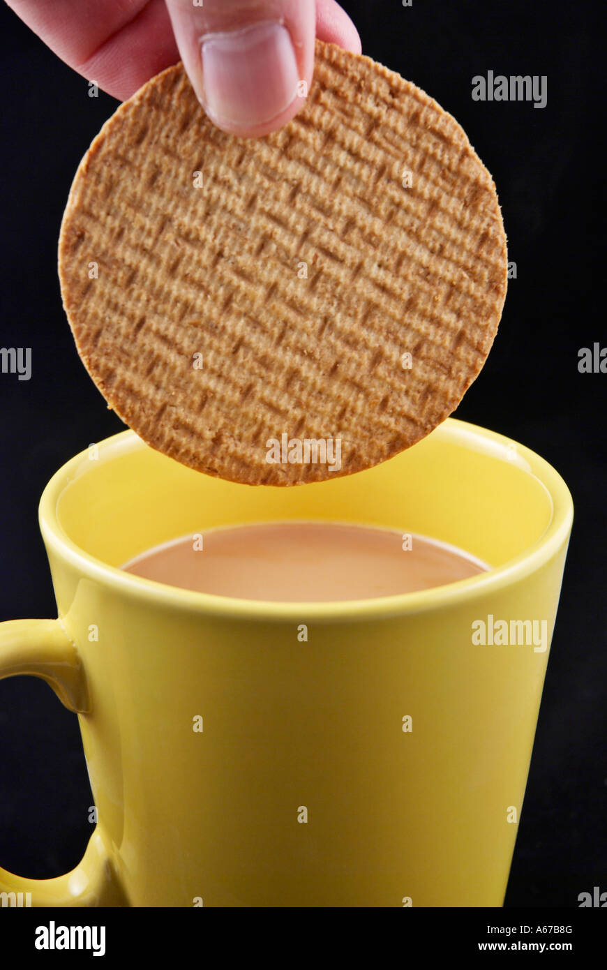 Tea and Biscuits A digestive biscuit being dipped or dunked into a cup