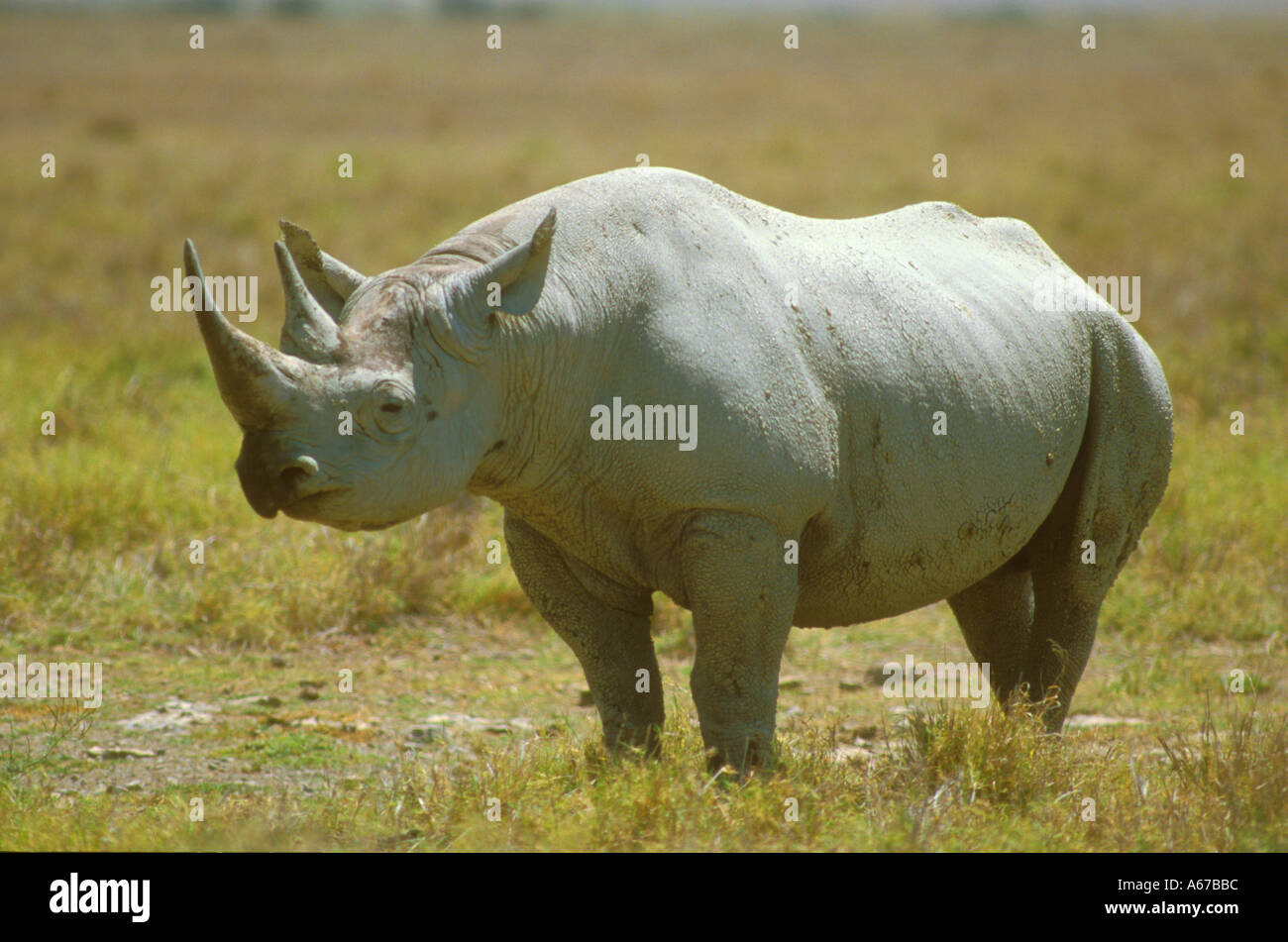 African black rhinoceros hi-res stock photography and images - Alamy
