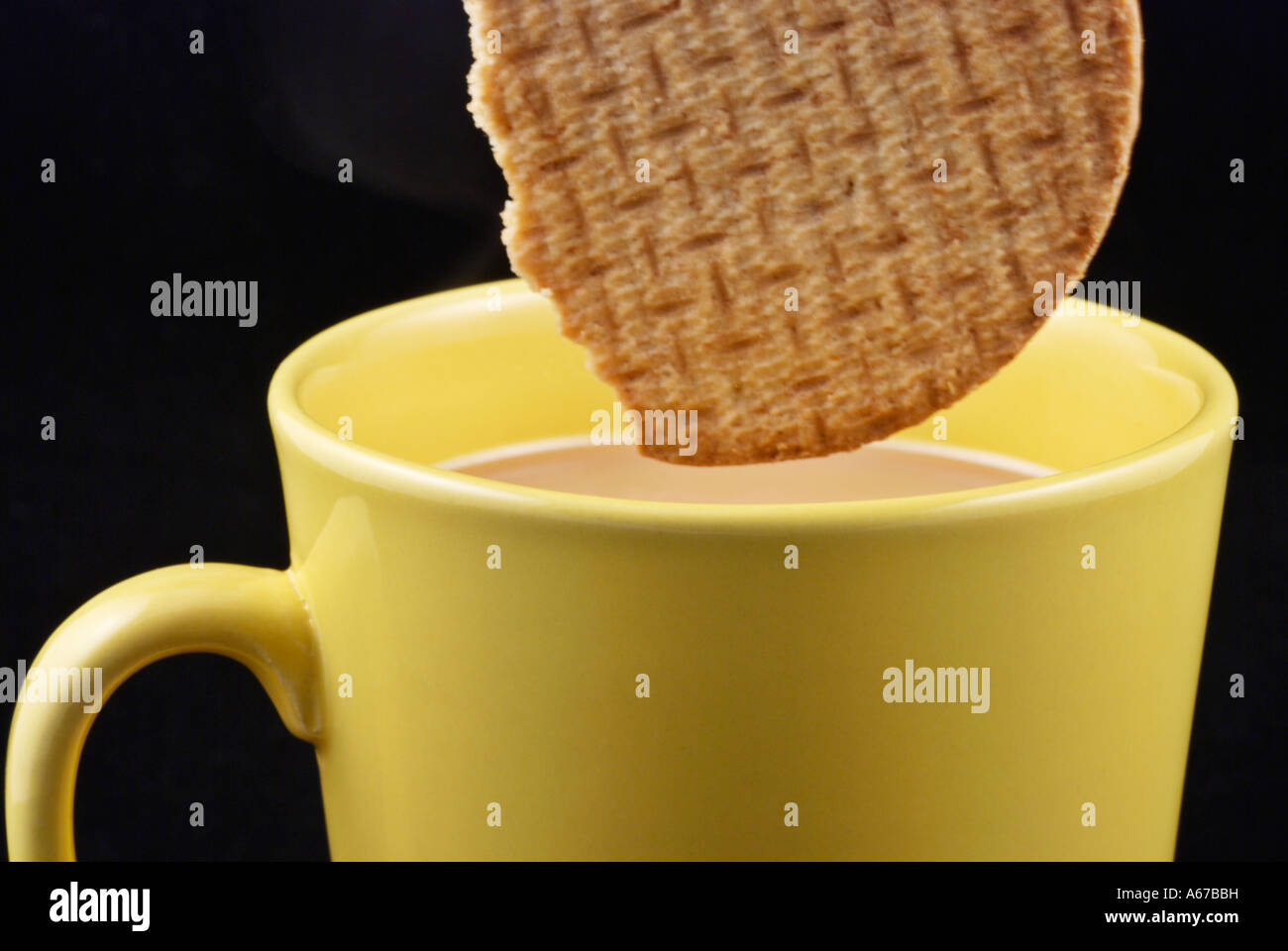 Tea and Biscuits A digestive biscuit being dipped or dunked into a cup