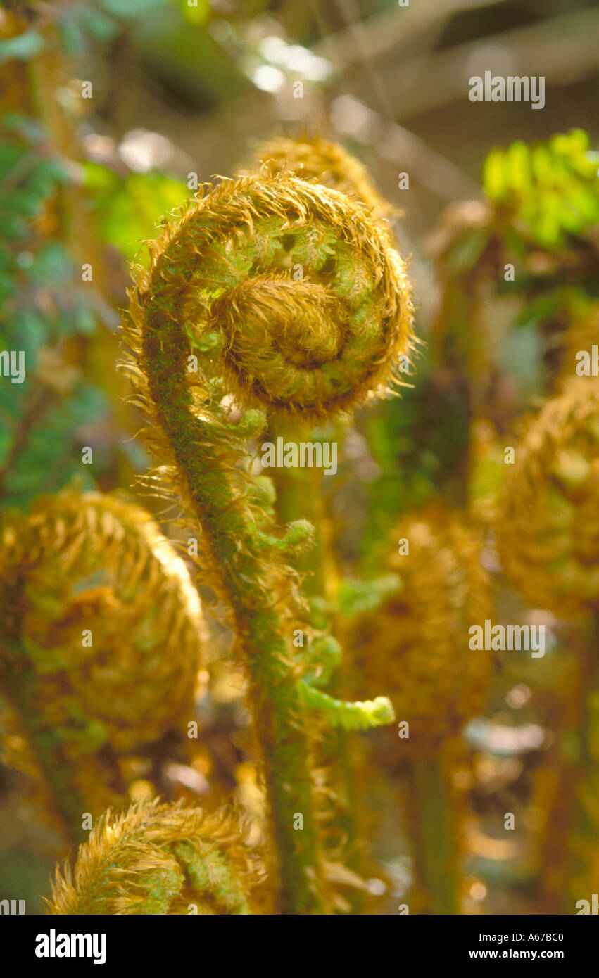 Fern composition hi-res stock photography and images - Alamy