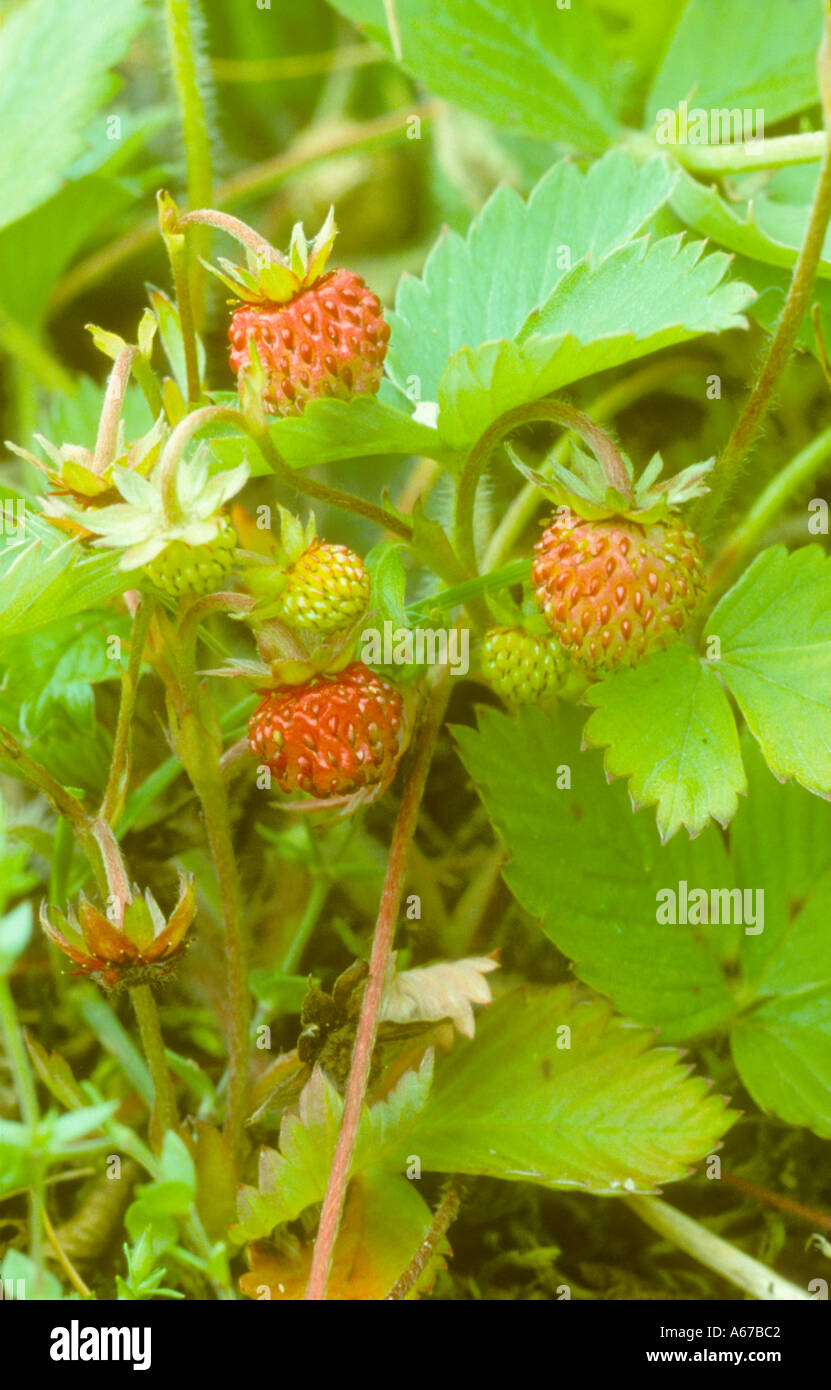 Wild Strawberry Fruits Stock Photo - Alamy