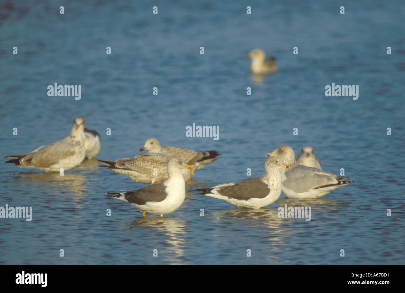 Lesser Black back Gulls Herring Gulls at freshwater roost Stock Photo
