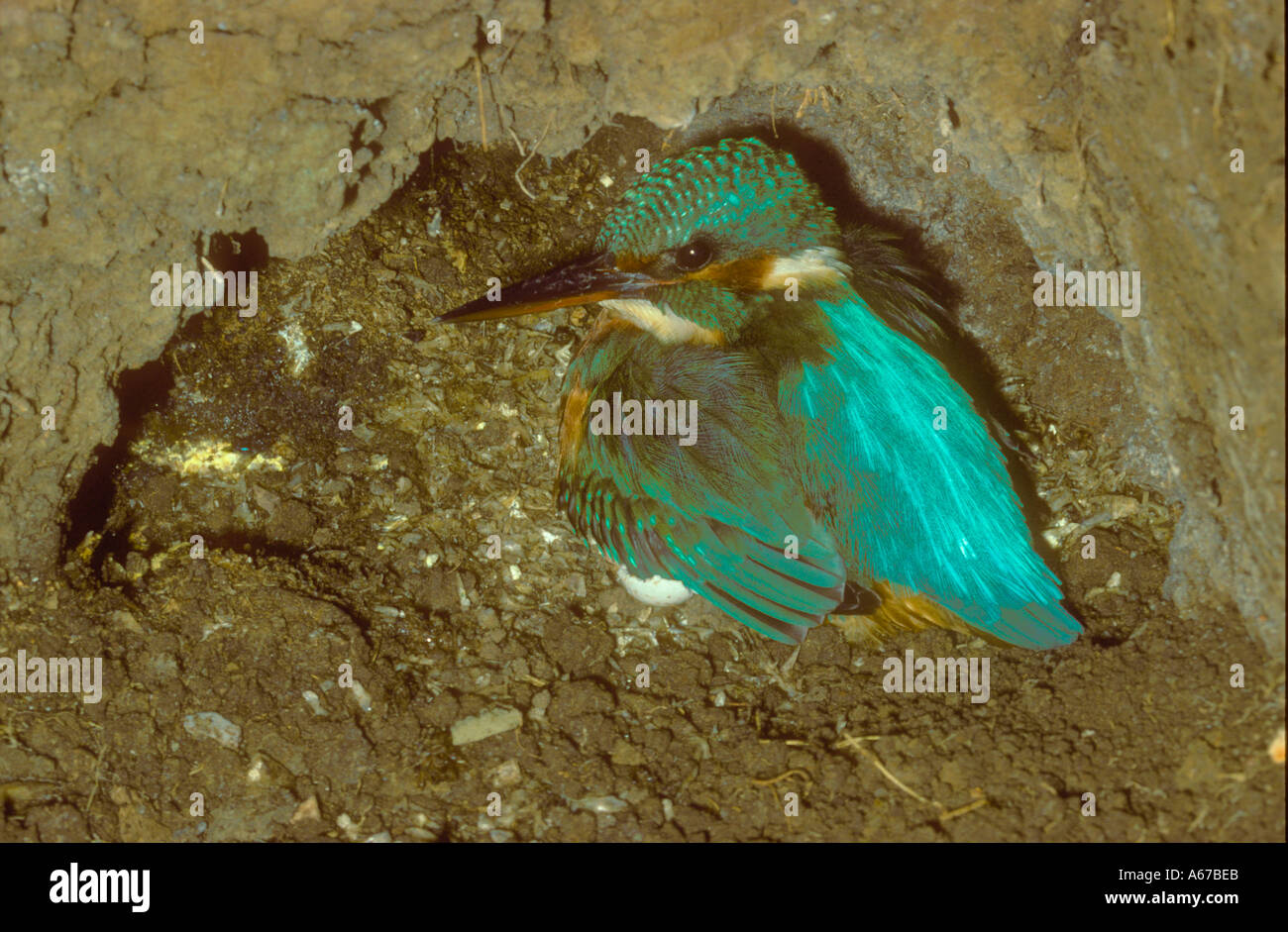 Female Kingfisher incubating eggs in the underground nest chamber Stock ...