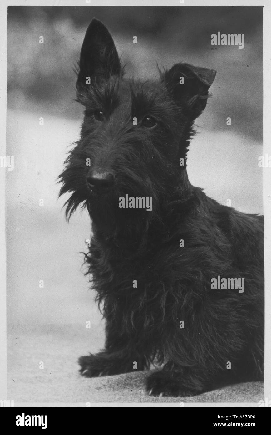 Scottie Black and White Stock Photos & Images - Alamy