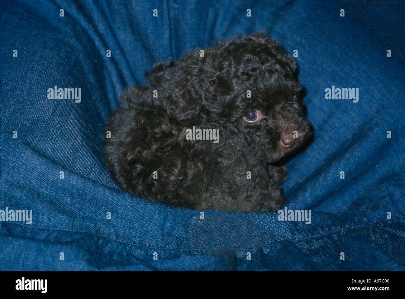 Toy poodle 2 months old cheap