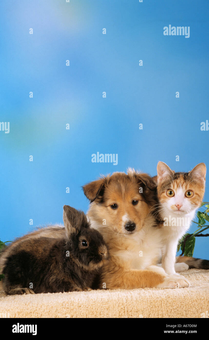 animal-friendship : Collie dog puppy with young domestic cat and young rabbit Stock Photo