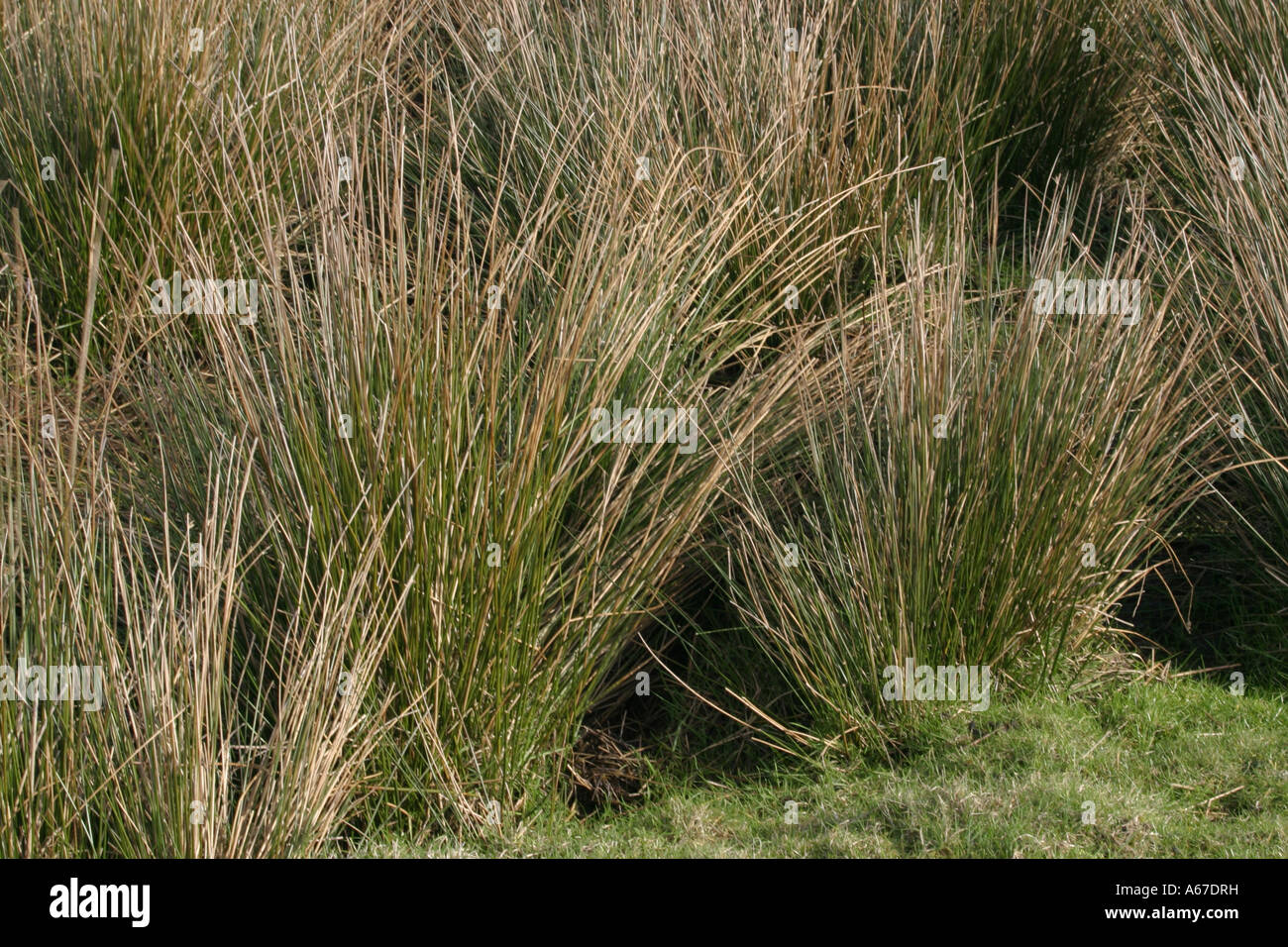Normal Rushes Bog rushes hi-res stock photography and images - Alamy
