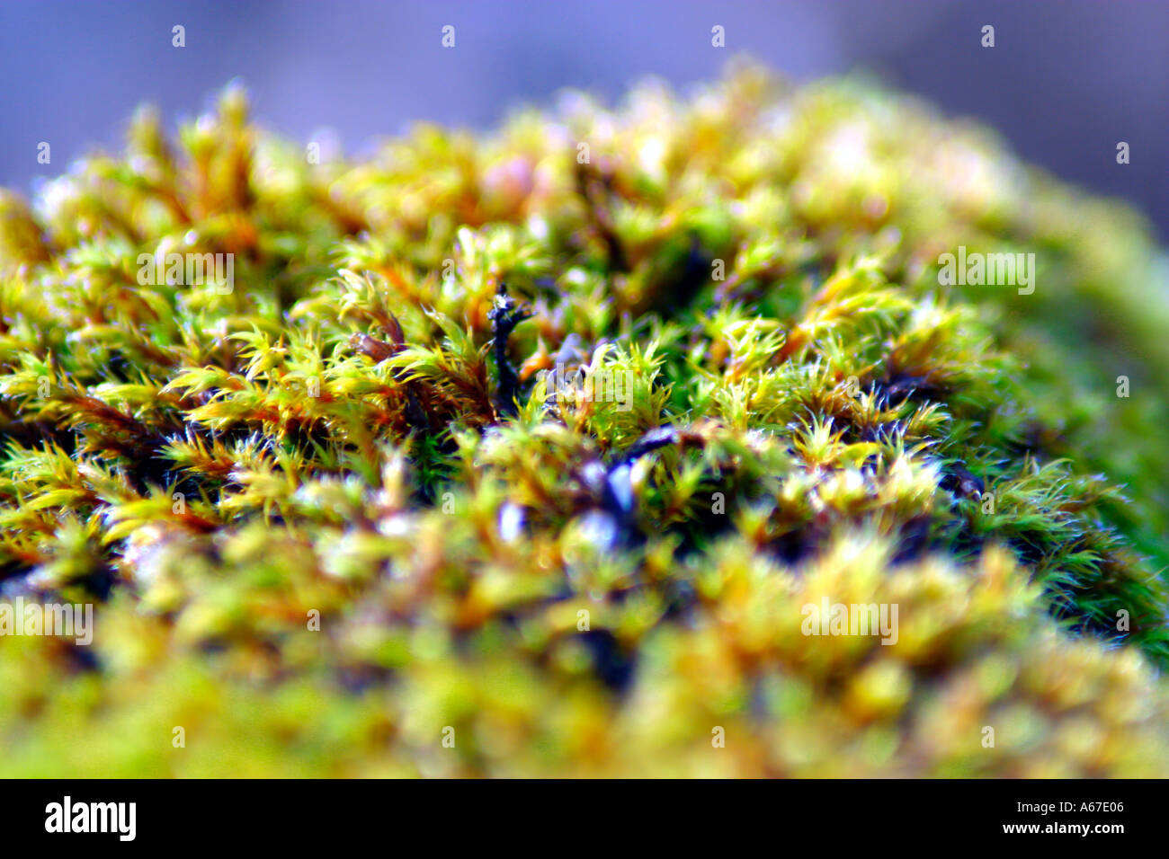 Moss on rock Stock Photo - Alamy