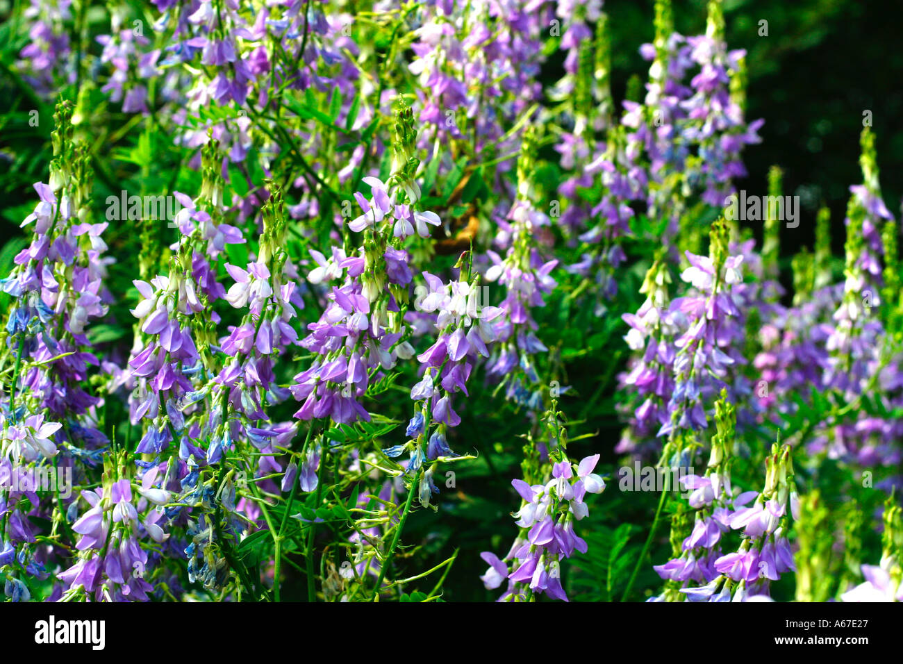 Garden Of Herbs With Purple Flowers Stock Photo Alamy