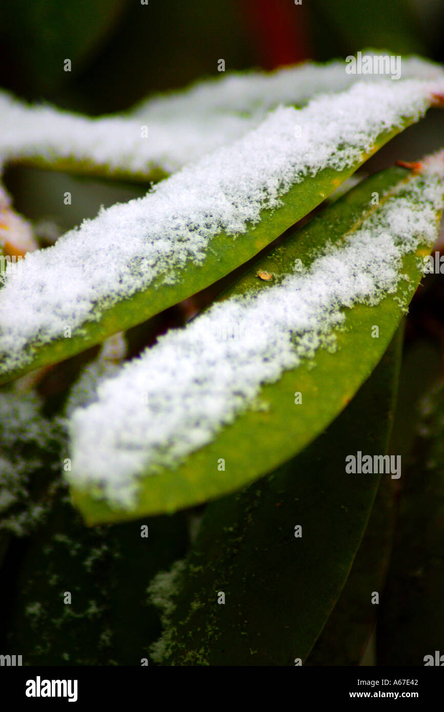 Snow rhododendron winter hi-res stock photography and images - Alamy