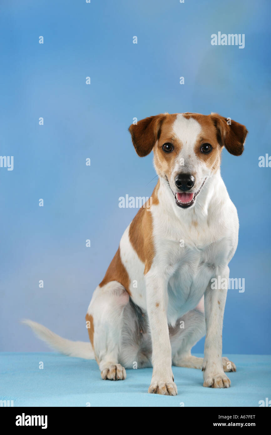 Jack Russell Terrier - sitting - cut out Stock Photo