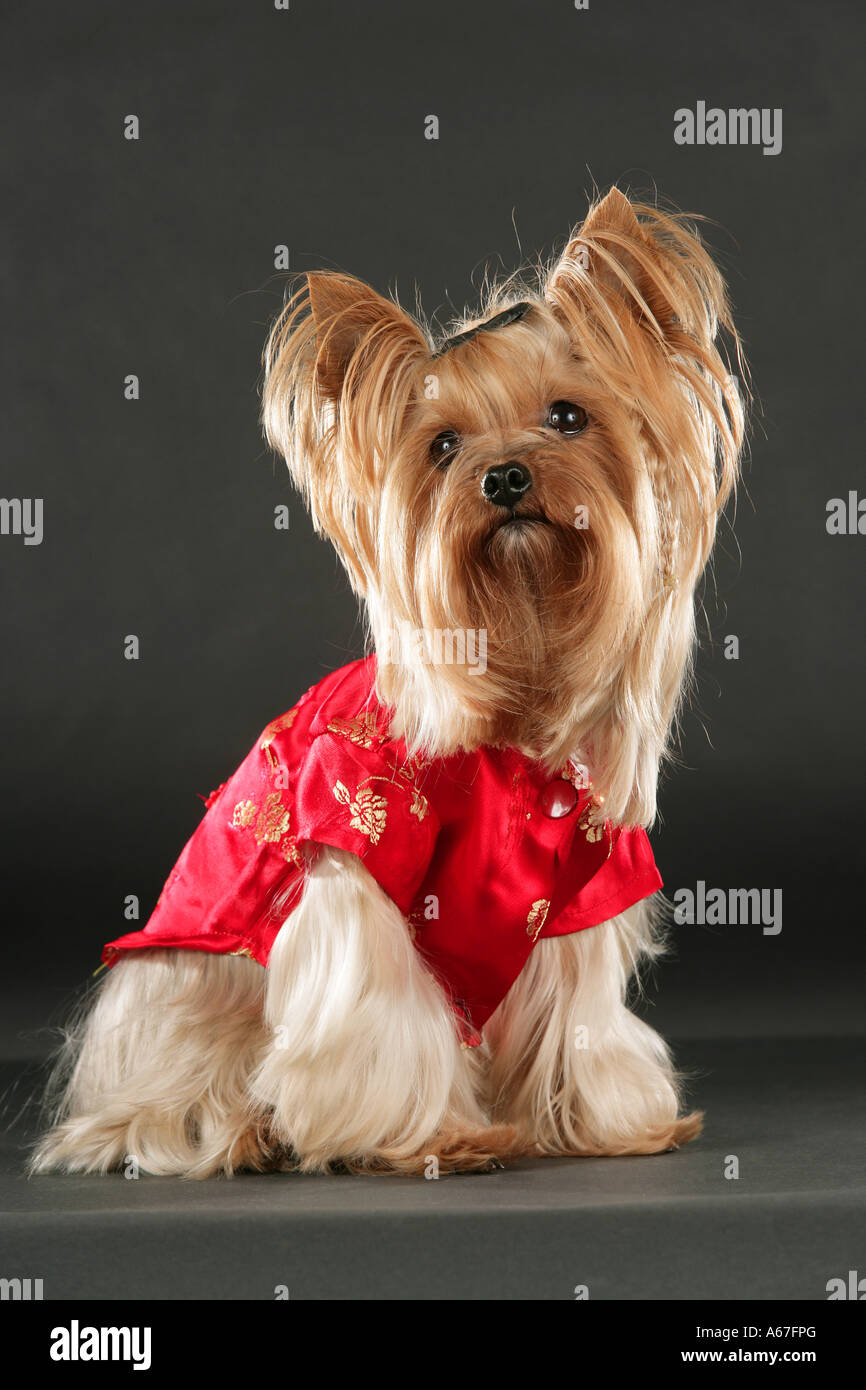 Yorkshire Terrier - dressed - cut out Stock Photo - Alamy