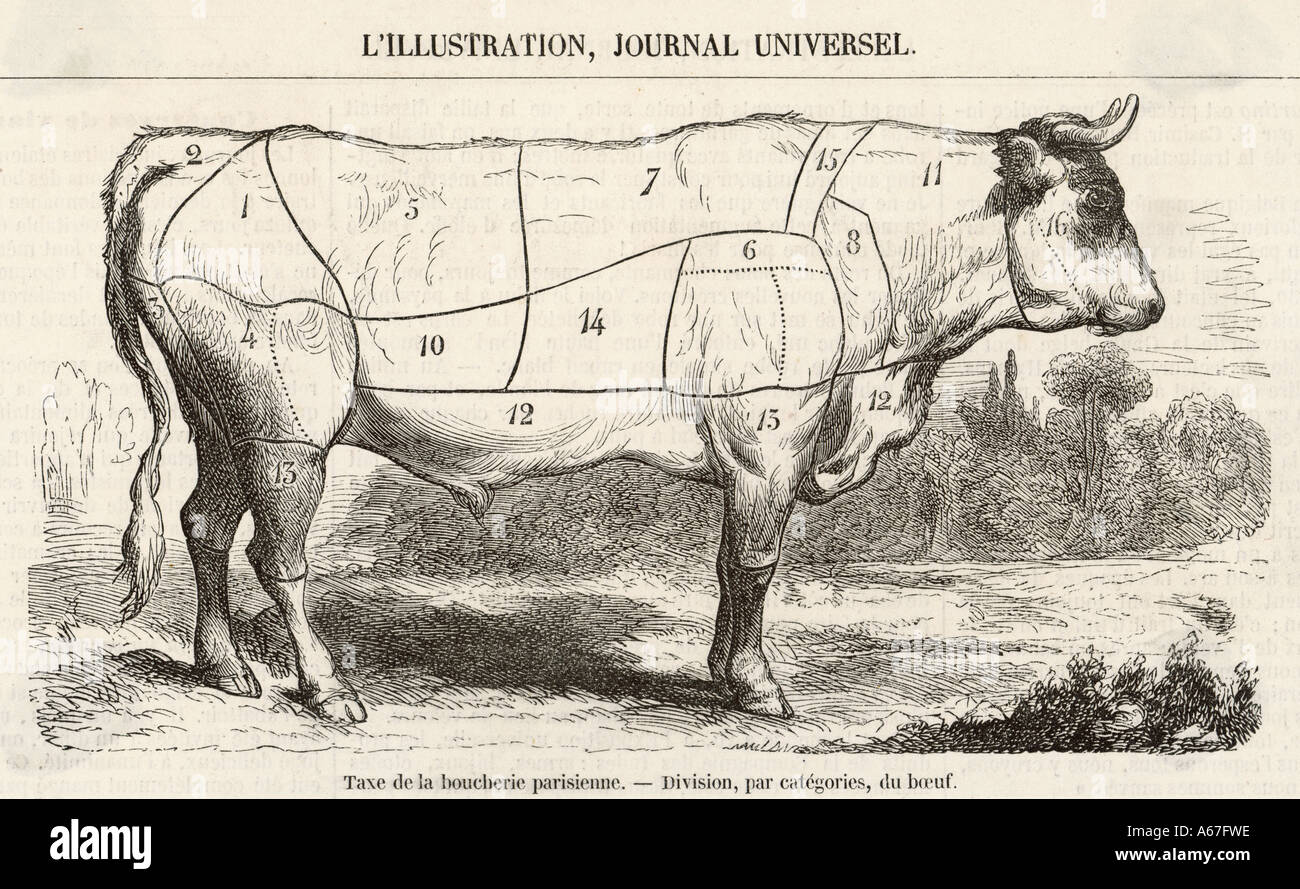 Beef Cuts Diagram 1855 Stock Photo