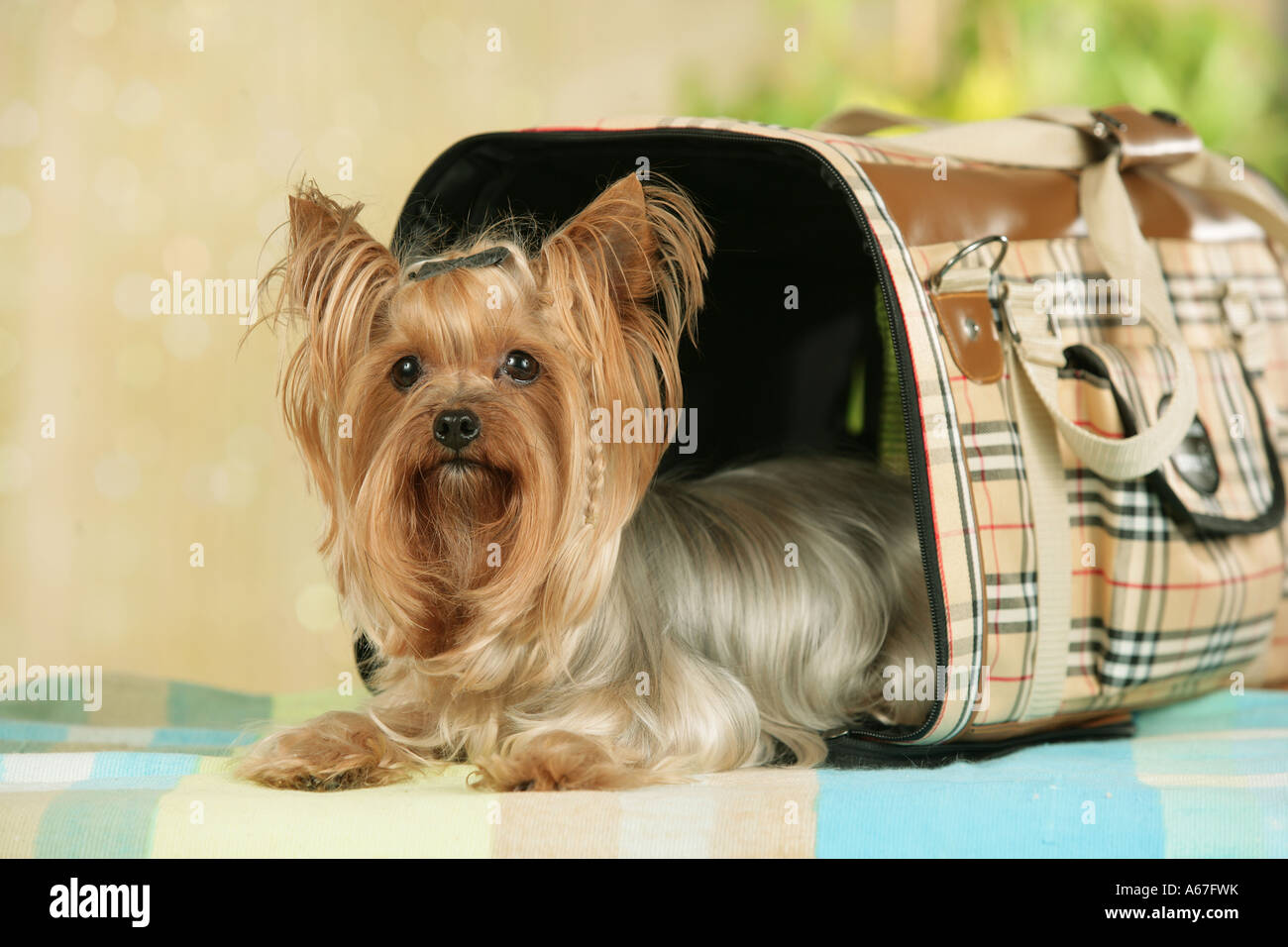 Man with a Louis Vuitton dog bag and small Yorkshire terrier Stock