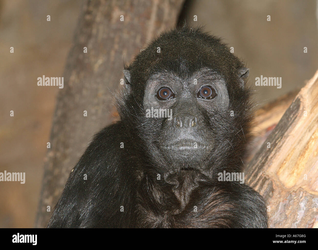 brown-headed spider monkey / Ateles fusciceps robustus Stock Photo - Alamy