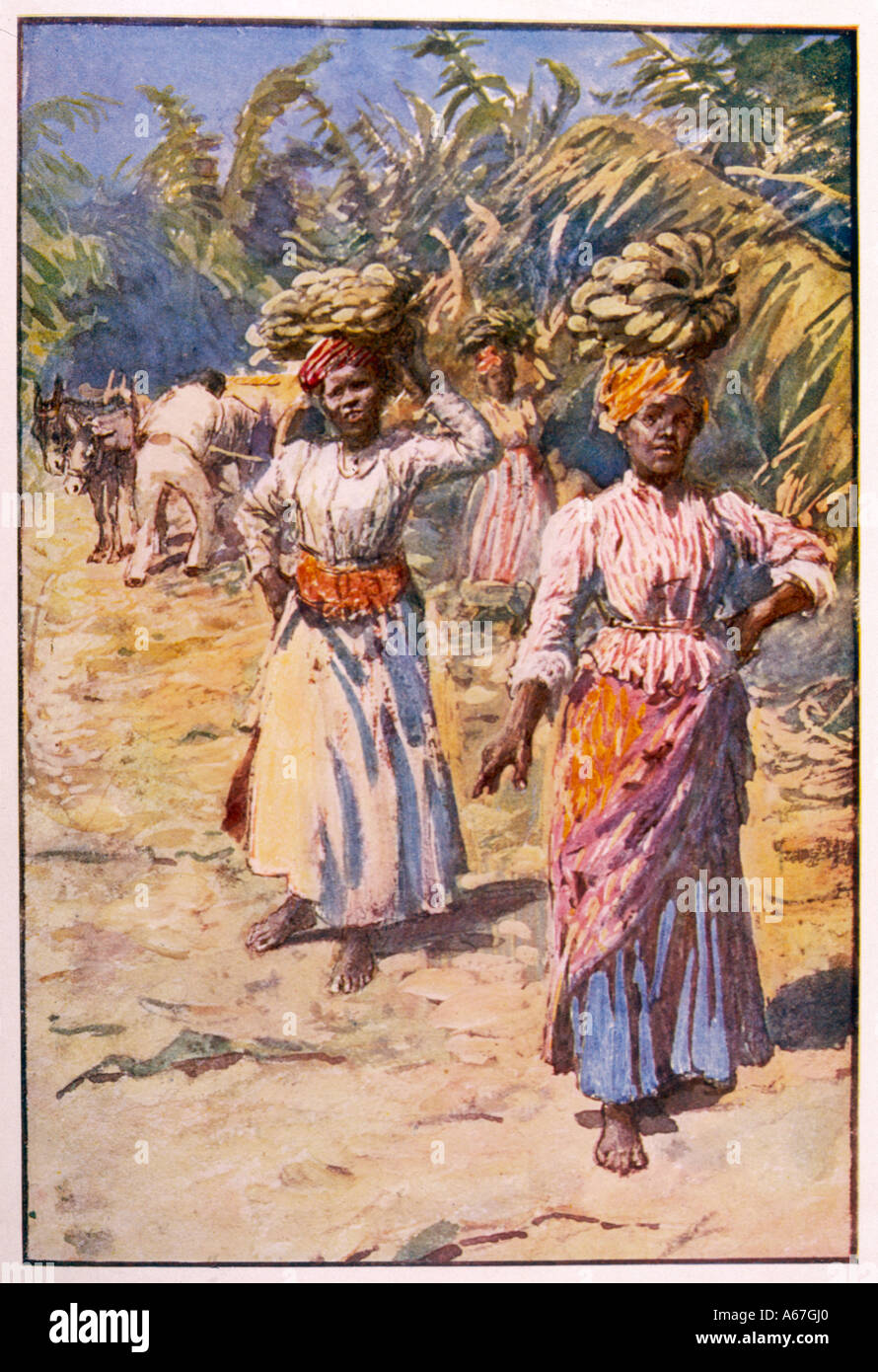 Banana Plantation Jamaic Stock Photo Alamy