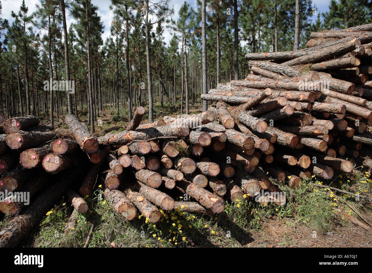 Pile Of Cut Trees From Pine Tree Plantation South Africa Stock Photo Alamy