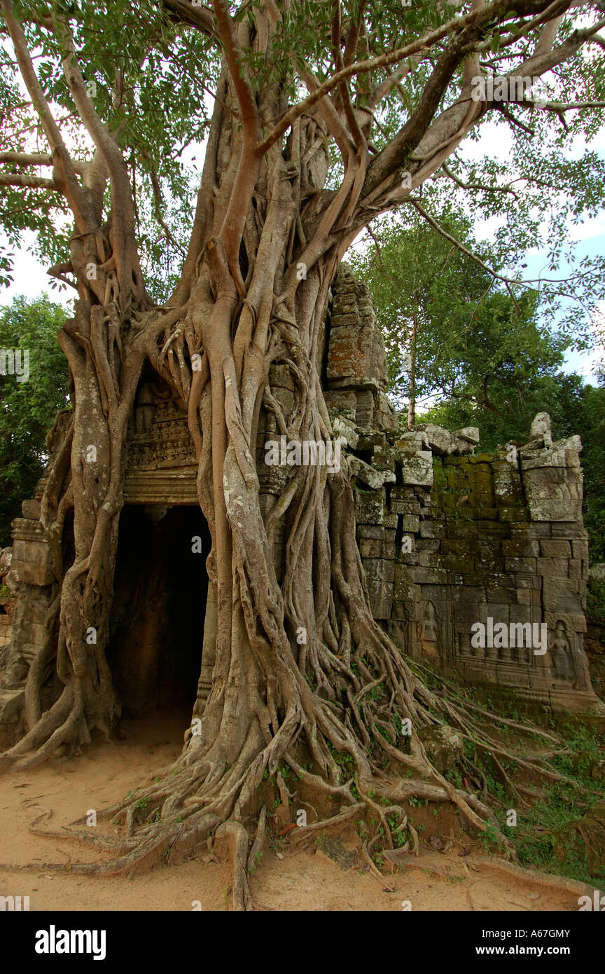 Strangler Fig