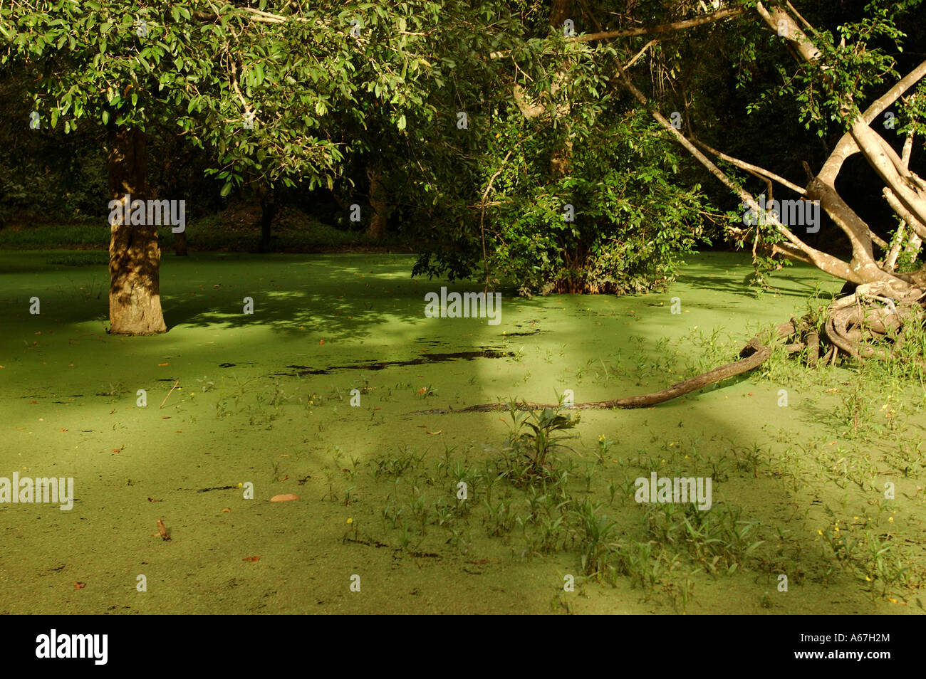 A green foliage covers the flooded gardens of Angkor Wat (or Angkor Vat) - Khmer temple,  Angkor, Cambodia. Stock Photo